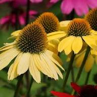 Yellow Echinacea Daisy Flower Seeds – Heirloom Non-GMO High Germination Organic Seeds