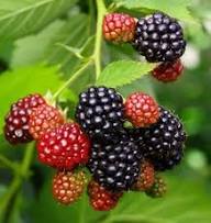 Black Blackberry Seeds Heirloom Non-GMO High Germination Organic Garden Seeds for Planting