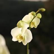 Yellow Phalaenopsis Orchid Flower Seeds – Heirloom, Non-GMO, High Germination Organic Garden Seeds for Planting