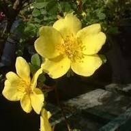 Yellow Rosa Hugonis Flower Seeds – Heirloom, Non-GMO, High Germination Seeds for Planting