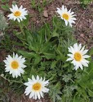 Wyethia Flower Seeds – Heirloom Non-GMO High Germination Organic Garden