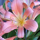 Light Pink Clivia Flower Seeds – Heirloom, Non-GMO, High Germination Seeds
