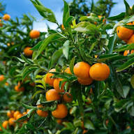 Orange Satsuma Mandarin Seeds for Planting – Heirloom Non-GMO High Germination Organic Garden Seeds