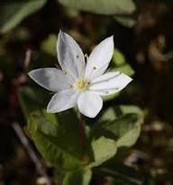 Trientalis Flower Seeds – Heirloom, Non-GMO, High Germination Organic Seeds