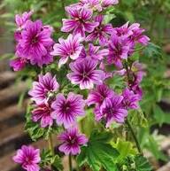 Semillas de Flor Silvestre Púrpura – Variedad Antigua, No OGM, Semillas de Jardín Orgánicas de Alta Germinación para Sembrar
