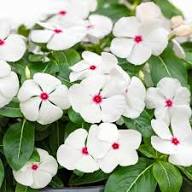 Vinca Flower Seeds Heirloom Non-GMO High Germination Organic Garden Seeds