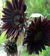 Black Sunflower Flower Seeds – Heirloom, Non-GMO, High Germination Organic Garden Seeds for Planting