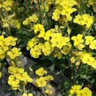 Yellow Erysimum Cheiri Flower Seeds – Heirloom Non-GMO High Germination Organic Seeds