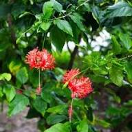 Red Hibiscus Schizopetalus Flower Seeds – Heirloom, Non-GMO, High Germination Seeds
