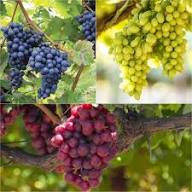 Mixed Grape Fruit Seeds – Heirloom, Non-GMO, High Germination Organic Garden Seeds for Planting