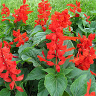 Red Sage Flower Seeds Heirloom Non-GMO High Germination Organic Garden Seeds for Planting