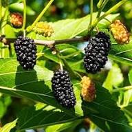 Black Myrtle Fruit Seeds for Planting – Heirloom, Non-GMO, High Germination Organic Garden Seeds for Sweet &amp; Tart Fruits