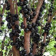 Plinia Jaboticaba Paulista Fruit Seeds for Planting Heirloom Non-GMO High Germination Organic Garden Seeds