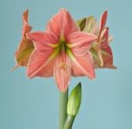 White Orange Amaryllis Flower Seeds – Heirloom, Non-GMO, High Germination Seeds
