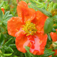 Red Portulaca Grandiflora Flower Seeds – Heirloom, Non-GMO, High Germination Organic Garden Seeds for Planting