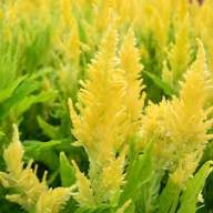 Yellow Celosia Seeds – Heirloom, Non-GMO, High Germination Organic Garden Seeds