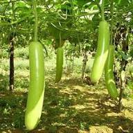 Bottle Gourd Seeds – Heirloom Non-GMO High Germination Organic Garden Seeds