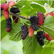 Mixed Mulberry Fruit Seeds Heirloom Non-GMO High Germination Organic Garden Seeds for Planting