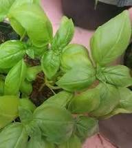 Green Ocimum Basilicum Plant Seeds Heirloom Non-GMO High Germination Organic Garden Seeds for Planting