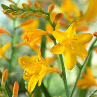 Yellow Crocosmia Flower Seeds – Heirloom, Non-GMO, High Germination Organic Garden Seeds