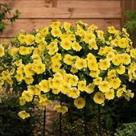 Yellow Petunia Flower Seed – Heirloom, Non-GMO, High Germination Organic Garden Seeds for Planting