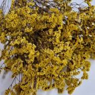 Yellow Sinuata Flower Seeds Heirloom Non-GMO High Germination Organic Garden Seeds for Planting