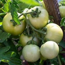 Tomaten Weißsamen – Alte Sorte, gentechnikfrei, hochkeimfähig, Bio-Gartensamen