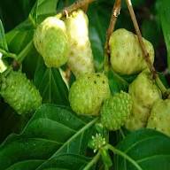 Morinda Citrifolia Fruit Seeds for Cultivation – Heirloom, Non-GMO, High Germination Organic Garden Seeds for Home Garden