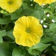 Yellow Double Petunia Flower Seeds – Heirloom, Non-GMO, High Germination Organic Garden Seeds for Planting, Seeds for Planting