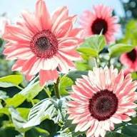 Pink Sunflower Seeds Heirloom Non-GMO High Germination Organic Garden Seeds