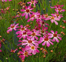 Rosa Coreopsis Blumensamen – Alte Sorte, gentechnikfrei, keimstark, Bio-Gartensamen