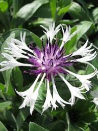 Semillas de Flores de Centaurea Blanca y Morada, Heirloom, Sin OGM, Alta Germinación, Orgánicas, para Siembra en Jardín