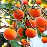 Mixed Diospyros Persimmon Seeds – Heirloom, Non-GMO, High Germination Organic Garden