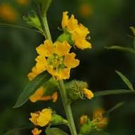 Sinicuichi Flower Seeds for Planting – Heirloom, Non-GMO, High Germination Organic Garden Seeds