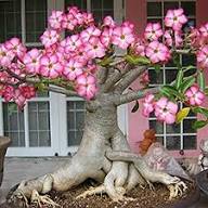 Pink White Adenium Obesum Flower Seeds – Heirloom Non-GMO High Germination Organic Garden Seeds