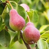 Mixed Pear Tree Seeds – Heirloom, Non-GMO, High Germination Organic Garden Seeds for Planting