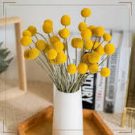 Yellow Billy Buttons Flower Seeds for Planting – Heirloom, Non-GMO, High Germination Organic Garden Seeds