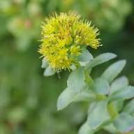 Yellow Rhodiola Rosea Flower Seeds Heirloom Non-GMO High Germination Organic Garden Seeds for Planting
