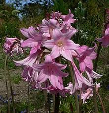 Purple Clivia Flower Seeds for Planting – Heirloom Non-GMO High Germination Seeds | Organic Garden Seeds Seeds for Planting