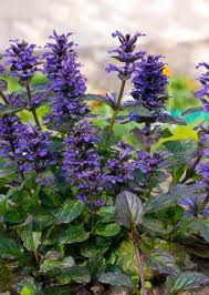 Purple Reptans Flower Seeds Heirloom Non-GMO High Germination Organic Garden Seeds for Planting