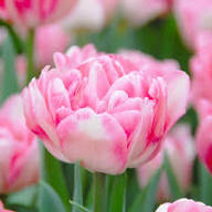 Giant Tulip Flower Seeds Pink White Seeds – Heirloom Non-GMO High Germination Seeds