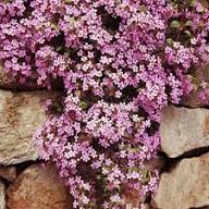 Saponaria Ocymoides Flower Seeds – Heirloom Non-GMO High Germination Organic Garden Seeds