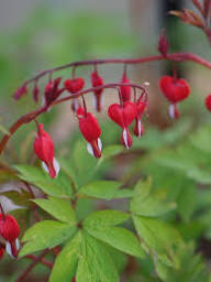 Red Lamprocapnos Flower Seeds – Heirloom, Non-GMO, High Germination Seeds