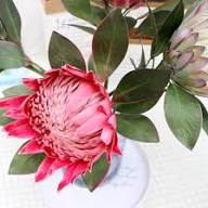 Red Protea Flower Seeds Heirloom Non-GMO High Germination Organic Garden Seeds for Planting