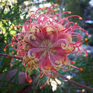 Rote Grevillea Blumensamen – Alte Sorte, gentechnikfrei, hohe Keimungsrate