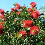 Red Melaleuca Salicina Flower Seeds – Heirloom, Non-GMO, High Germination Organic Garden Seeds for Planting