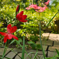 Red Hesperantha Flower Seeds – Heirloom Non-GMO High Germination Organic Garden Seeds for Planting