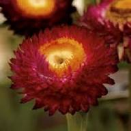 Red Strawflower Seeds – Heirloom, Non-GMO, High Germination Organic Garden Seeds