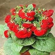 Red Giant Calceolaria Flower Seeds – Heirloom Non-GMO High Germination Organic Garden Seeds for Planting