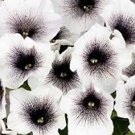 Black White Petunia Flower Seeds Heirloom Non-GMO High Germination Organic Garden Seeds for Planting